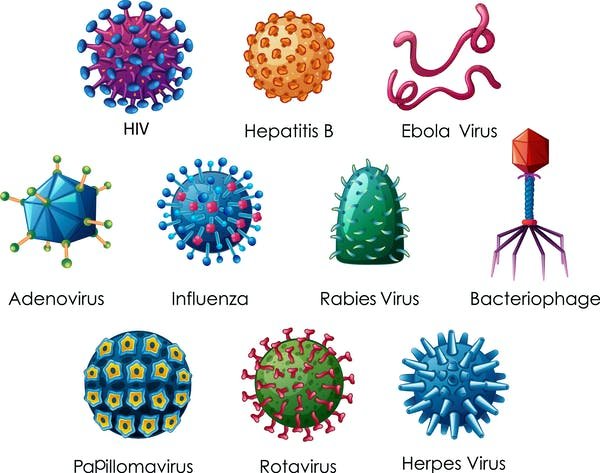Cuántos virus hay